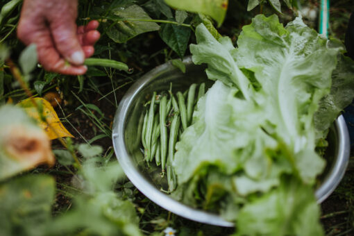 close-up-hand-holding-food