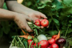 Woman gathering ripe vegetables in the garden.