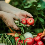 Woman gathering ripe vegetables in the garden.