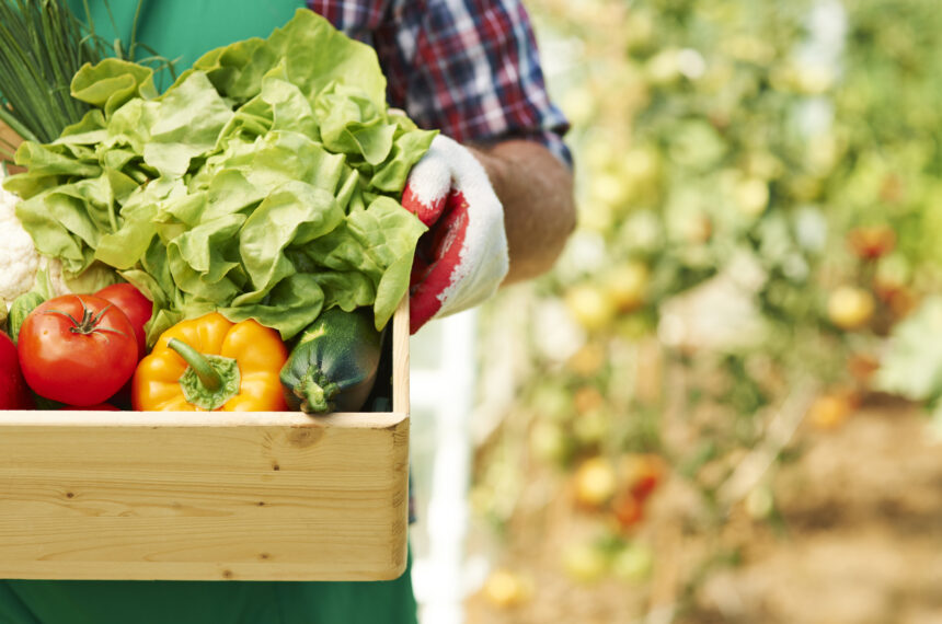 Close up of box with ripe vegetables