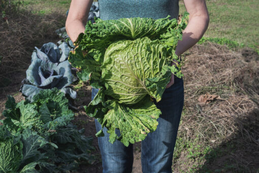 Gardener is holding a freshly harvested cabbbage.